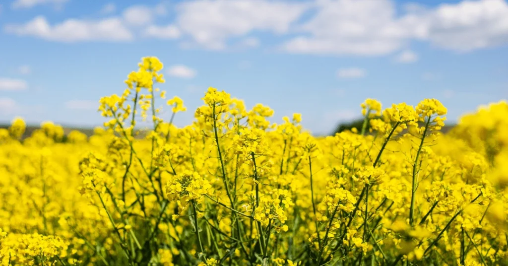 13 Péchavy Groupe - livraison de biocarburant HVO-min