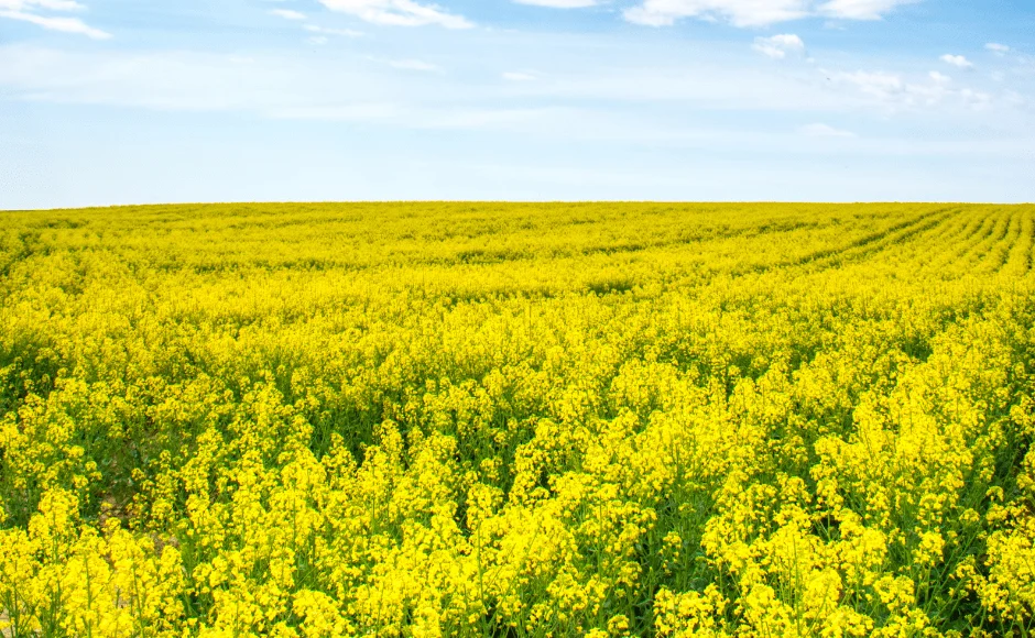 Transition énergétique avantages du biofioul pour les particuliers - Péchavy Energie