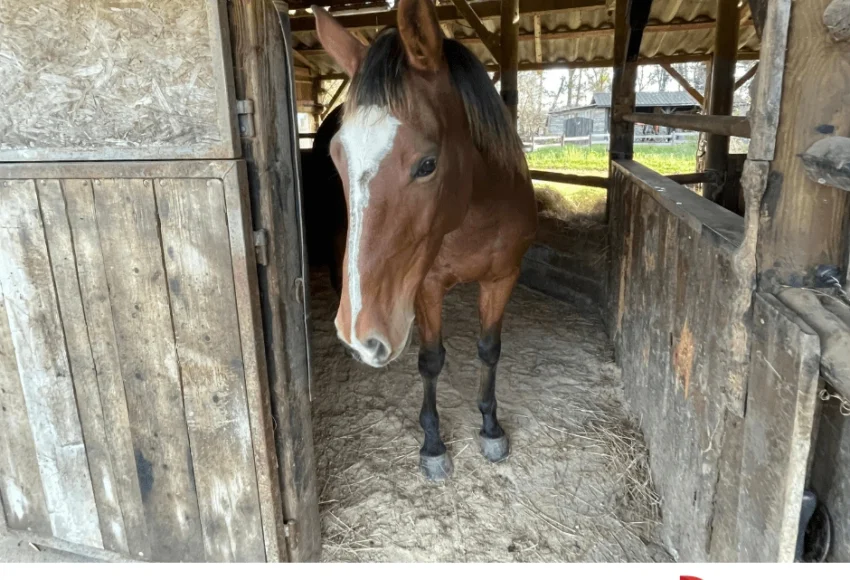 litière en granulés de bois pour chevaux par Péchavy Energie Bois