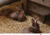 litière anti odeur pour lapins - Pechavy Energie Bois litière en granulés de bois