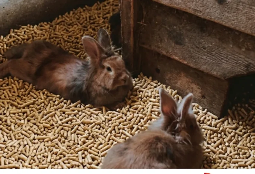 litière anti odeur pour lapins - Pechavy Energie Bois litière en granulés de bois