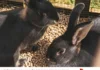 litière en granulés de bois pour lapins Péchavy