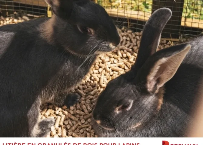 litière en granulés de bois pour lapins Péchavy