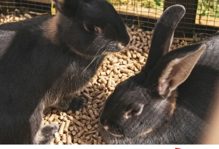 litière en granulés de bois pour lapins Péchavy