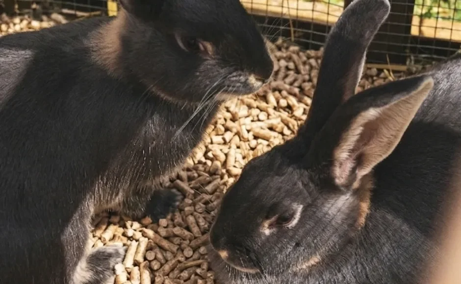 litière en granulés de bois pour lapins Péchavy